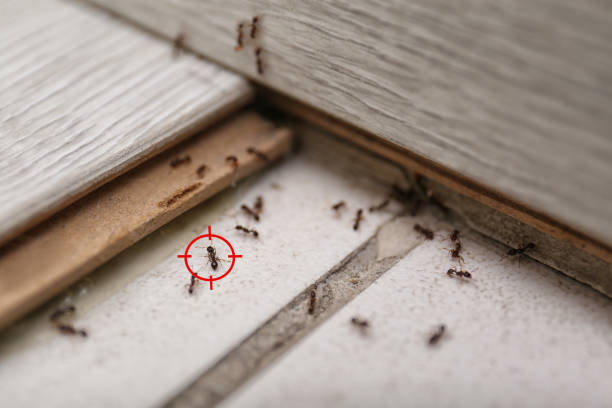 Best Termite Control Services  in Smithsburg, MD